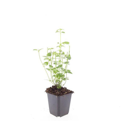 Agastache 'Black Adder' - Dropplant