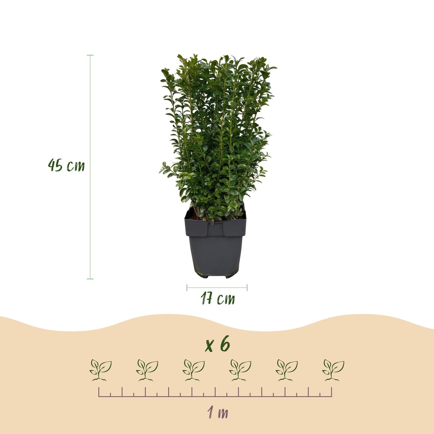 Buxus sempervirens - Palmboompje - hoogte 40-45cm