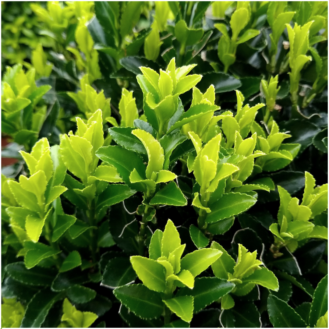 Euonymus 'Green Spire' - Kardinaalshoed - 1x 6 pack