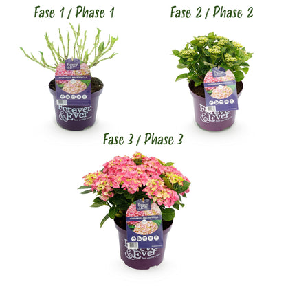 Hydrangea 'Forever & Ever Pink' - Roze Hortensia - 7-12 bloemen - hoogte 55cm