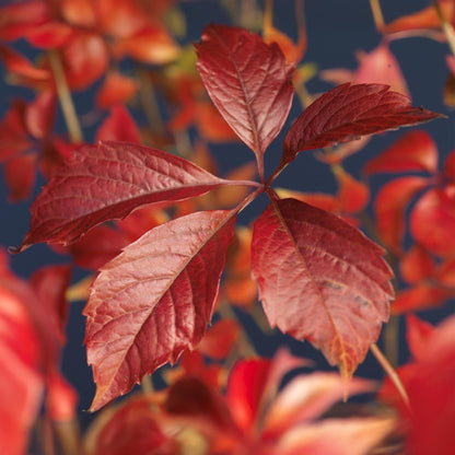 Parthenocissus 'Engelmannii' - Wilde Wingerd