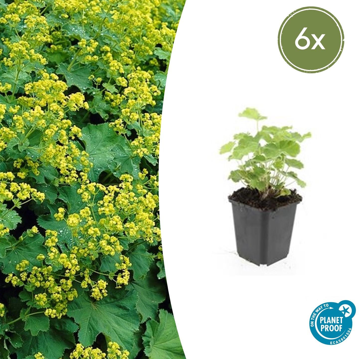 Alchemilla mollis - Fraaie Vrouwenmantel