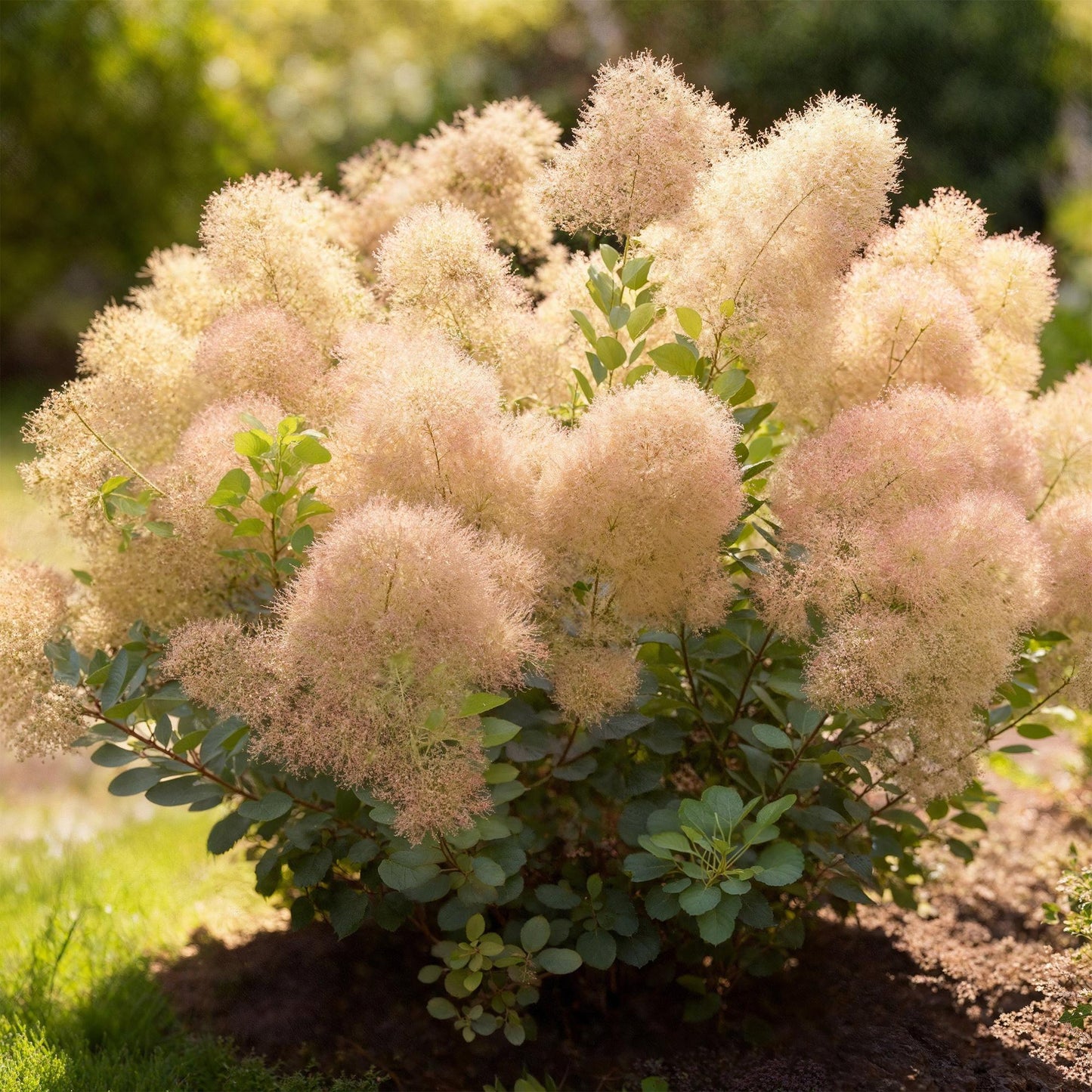 Cotinus coggyria 'Young Lady' - Pruikenboom - hoogte 35cm