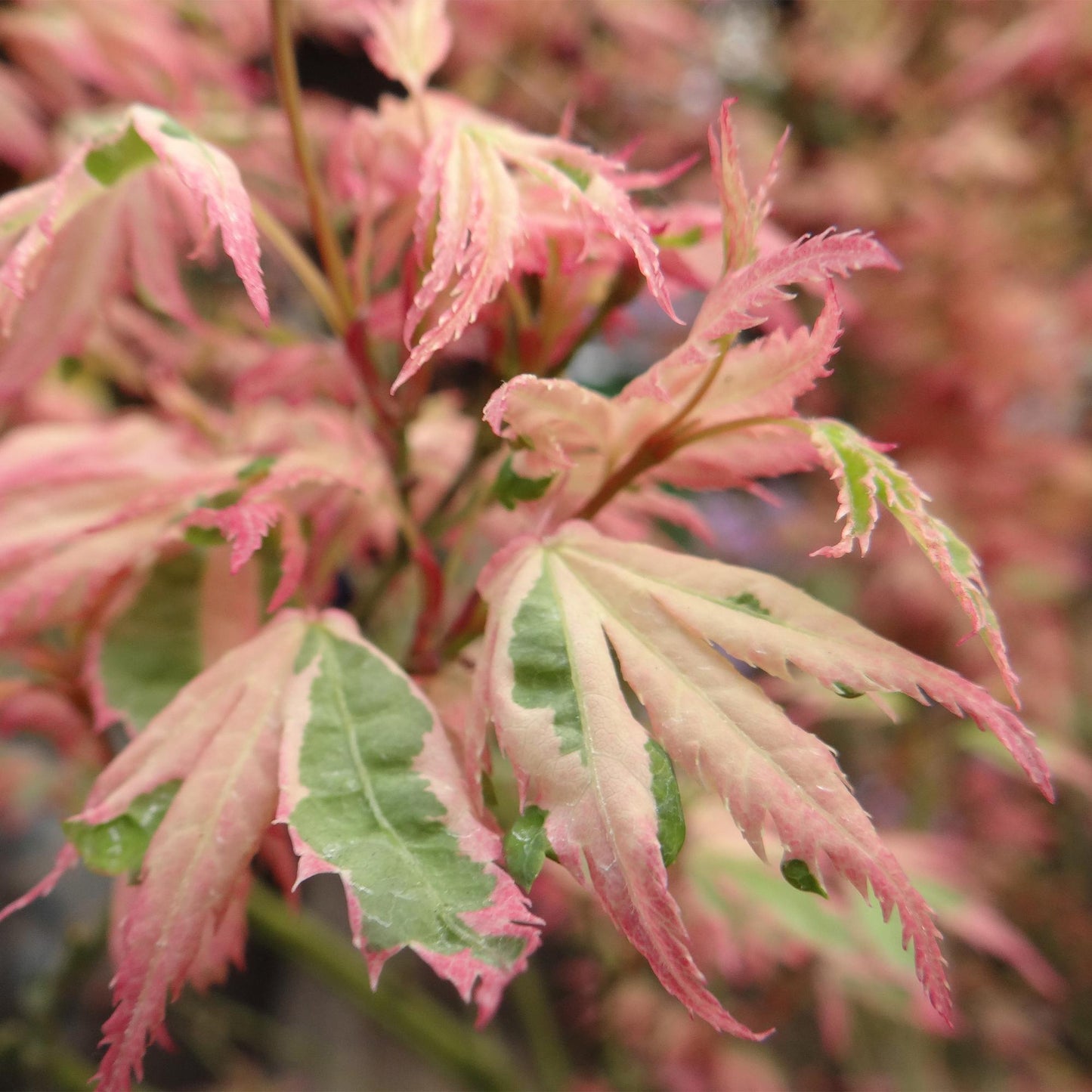 Acer palmatum 'Lyoshi' - Japanse Esdoorn - hoogte 70cm