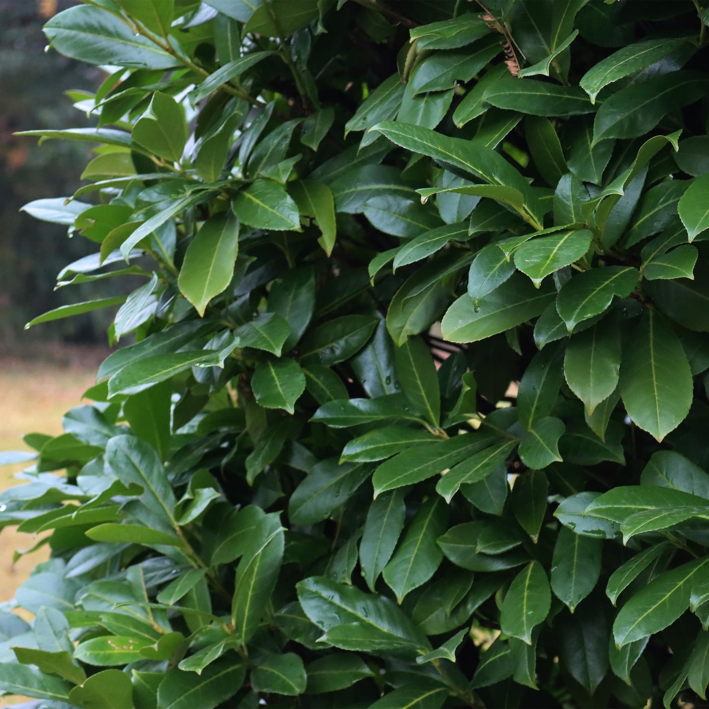 Prunus laurocerasus 'Novita' - Laurierkers - hoogte 50cm