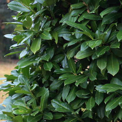Prunus laurocerasus 'Novita' - Laurierkers - hoogte 50cm