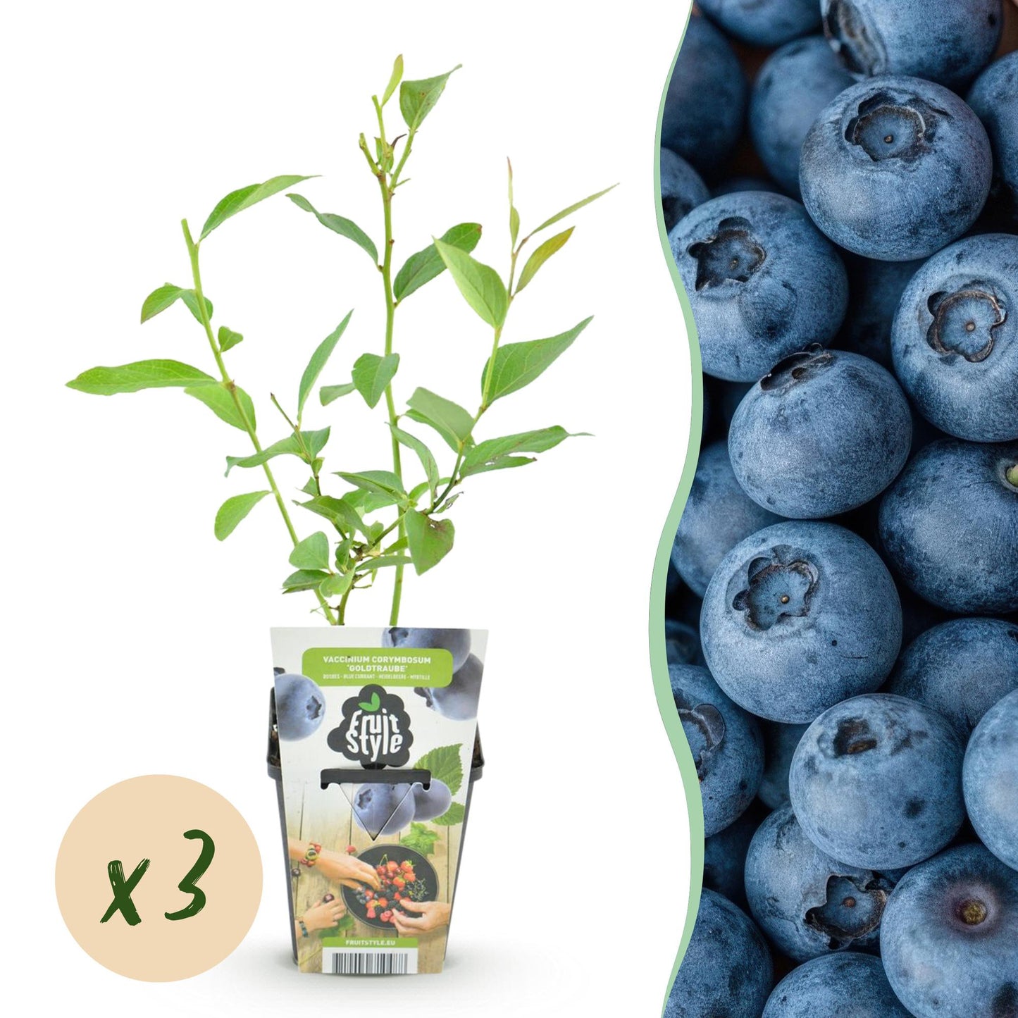 Vaccinium corymbossum 'Goldtraube' - Blauwe bes - 3 planten - Pot 9cm