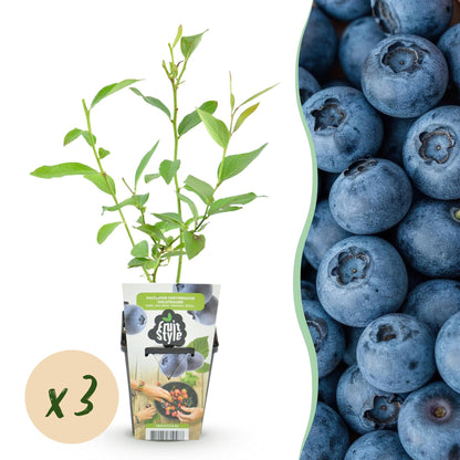 Vaccinium corymbossum 'Goldtraube' - Blauwe bes - 3 planten - Pot 9cm