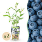 Vaccinium corymbossum 'Goldtraube' - Blauwe bes - 3 planten - Pot 9cm