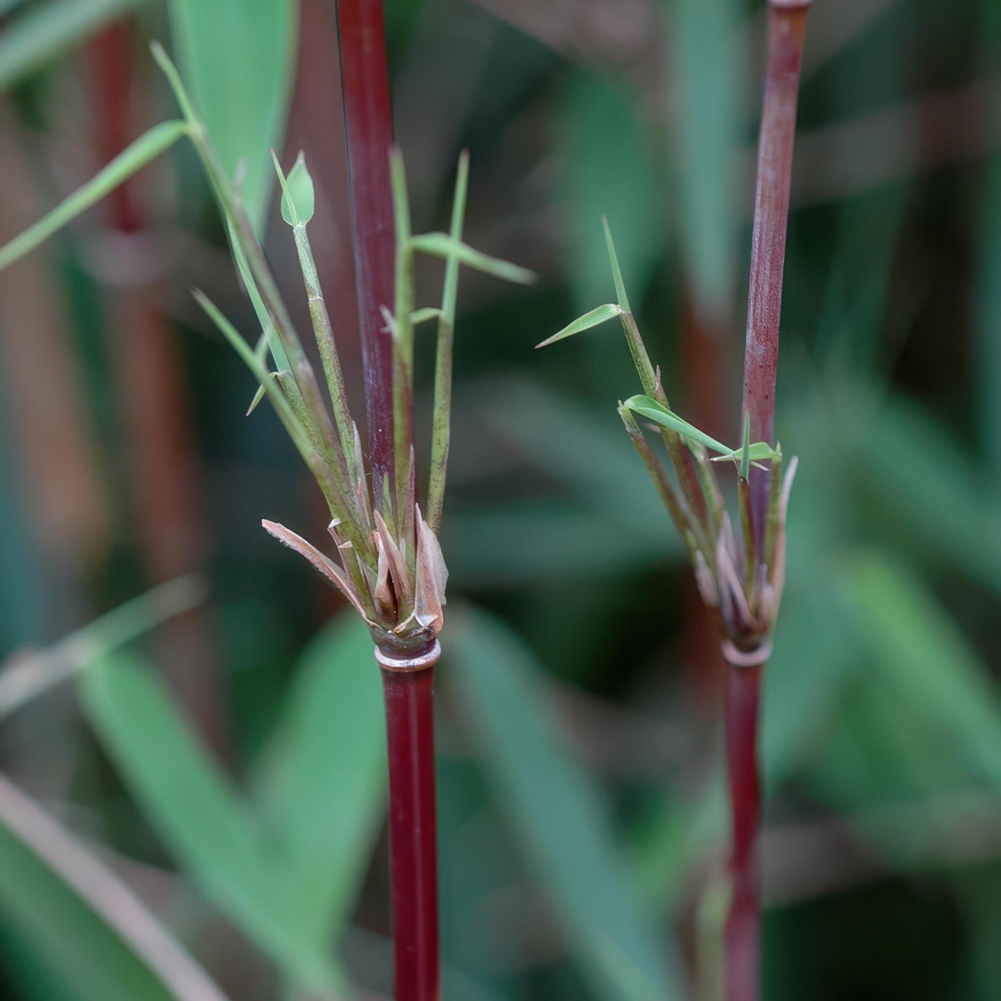 Fargesia 'Red Dragon' - niet woekerend Bamboe - hoogte 35cm