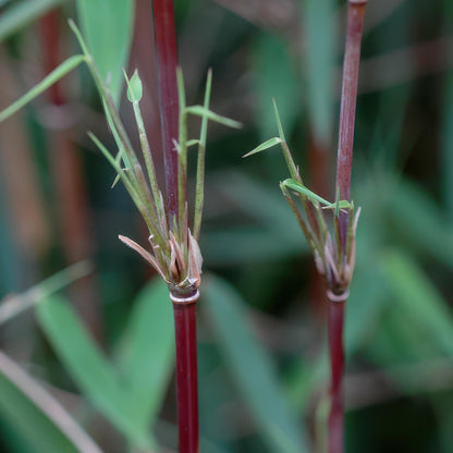Fargesia 'Red Dragon' - niet woekerend Bamboe - hoogte 35cm