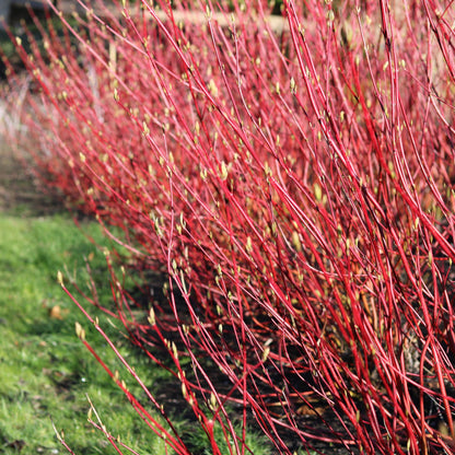 Cornus sibirica - Rode Kornoelje - hoogte 45cm