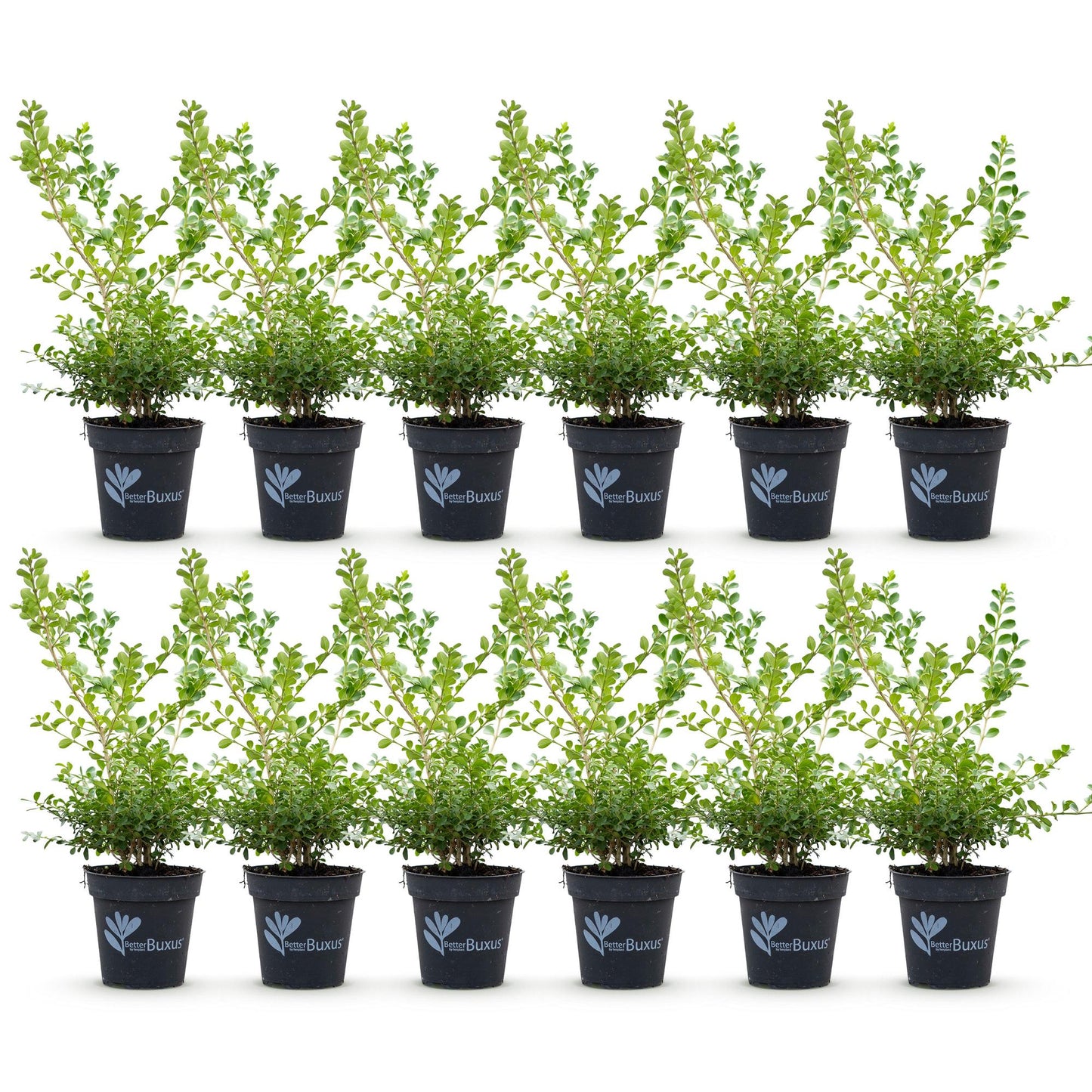 Green boutiQ - Buxus Haag - BetterBuxus Babylon Beauty - Resistant tegen de Buxus schimmel - 12 planten - 2 strekkende meter - pot 13cm hoogte 30-35