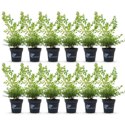 Green boutiQ - Buxus Haag - BetterBuxus Babylon Beauty - Resistant tegen de Buxus schimmel - 12 planten - 2 strekkende meter - pot 13cm hoogte 30-35