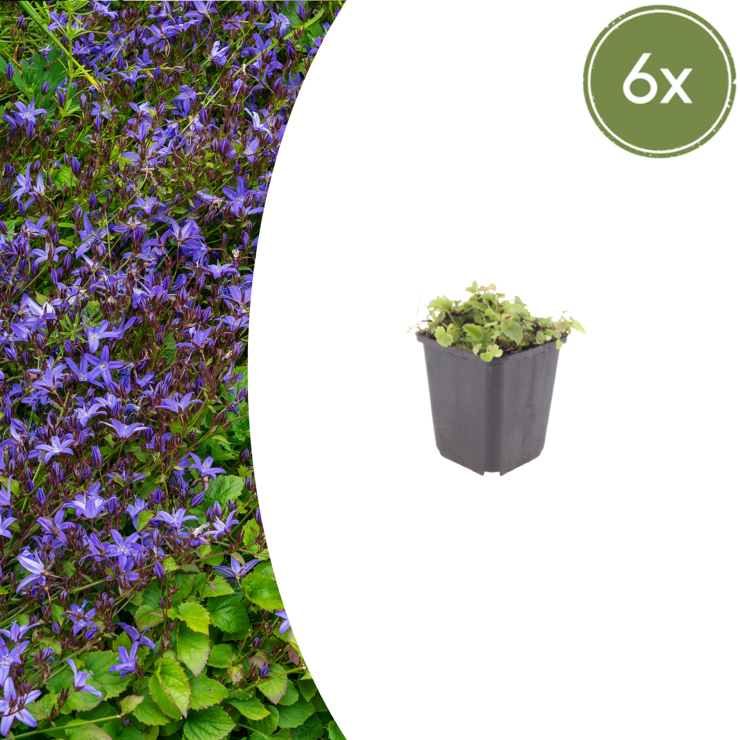Campanula poscharskyana - Kruipklokje