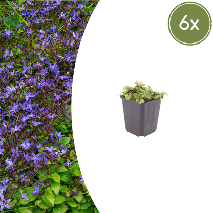 Campanula poscharskyana - Kruipklokje