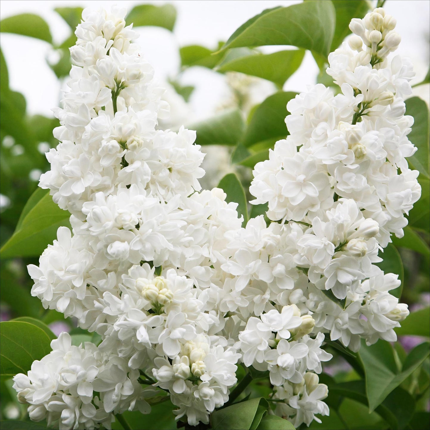 Syringa vulgaris mme Lemoine - Gewone Sering - hoogte 45cm