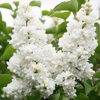 Syringa vulgaris mme Lemoine - Gewone Sering - hoogte 45cm