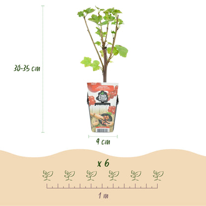 Fruitplantenmix Geanne - 2x Rode Bes, 2x Gele Framboos, 2x Zwarte Braam, 2x Blauwe Bes
