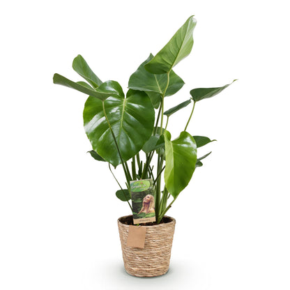 Monstera Deliciosa - Gatenplant - incl. mand - pot 21cm - hoogte 70-80cm