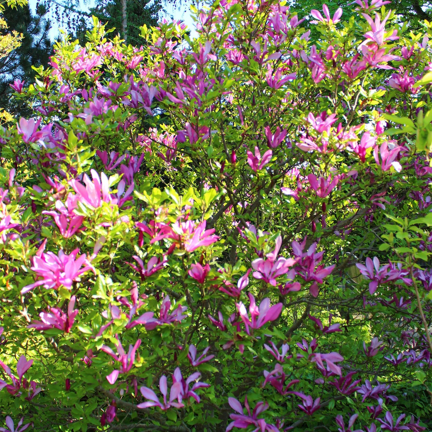 Magnolia 'Susan' - Magnolia - hoogte 45cm