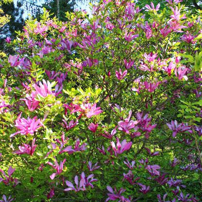 Magnolia 'Susan' - Magnolia - hoogte 45cm