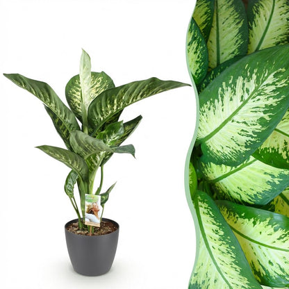Diefenbachia Tropic Snow - Dieffenbachia - incl. pot grijs - pot 21cm - hoogte 90-100cm
