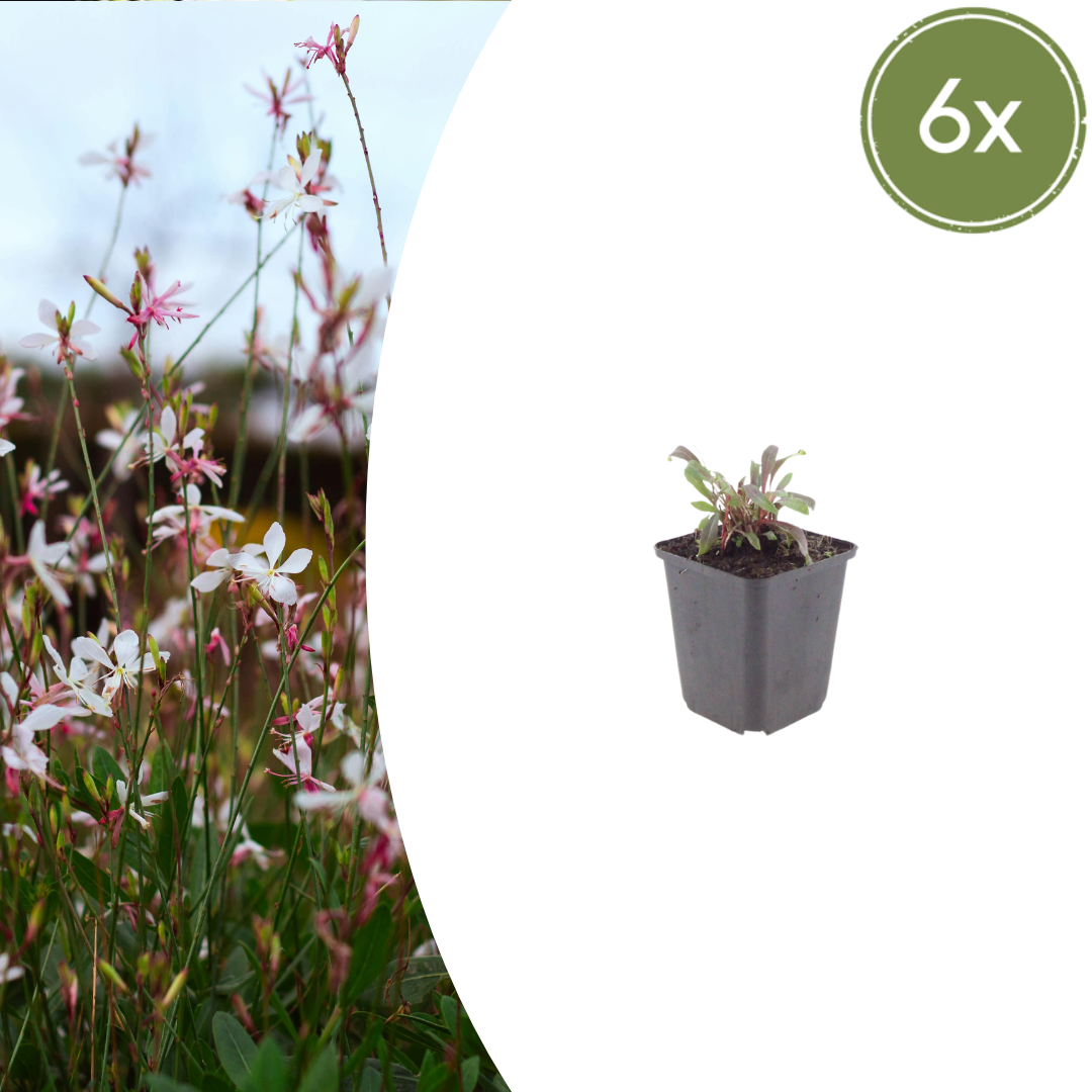 Gaura lindheimeri 'Siskiyou Pink' - Prachtkaars