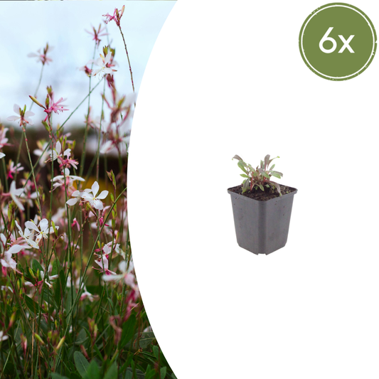 Gaura lindheimeri 'Siskiyou Pink' - Prachtkaars