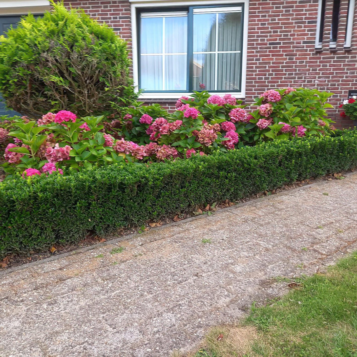 Euonymus jap. 'Green Spire' - Kardinaalshoed