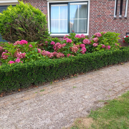 Euonymus jap. 'Green Spire' - Kardinaalshoed