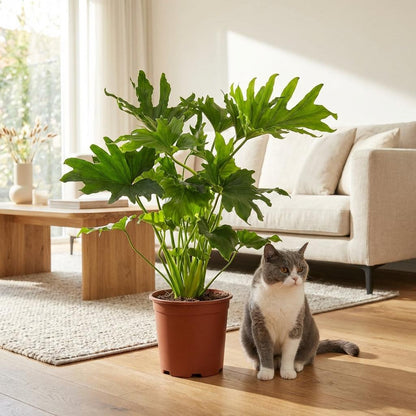 Green boutiQ - Kamerplant - Philodendron - Philodendron Lickety split - Groen - Weinig onderhoud - 1 Plant - Pot 19cm - Hoogte 70cm