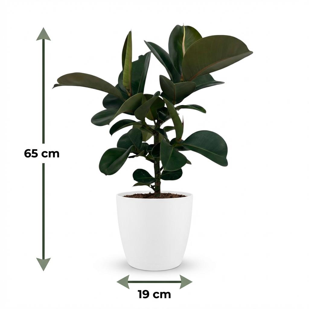 Green boutiQ - Kamerplant - Rubberplant - Ficus Elastica Cloe - Groen - Weinig onderhoud - 1 Plant - met Potter Wit - Pot 19cm - Hoogte 65cm