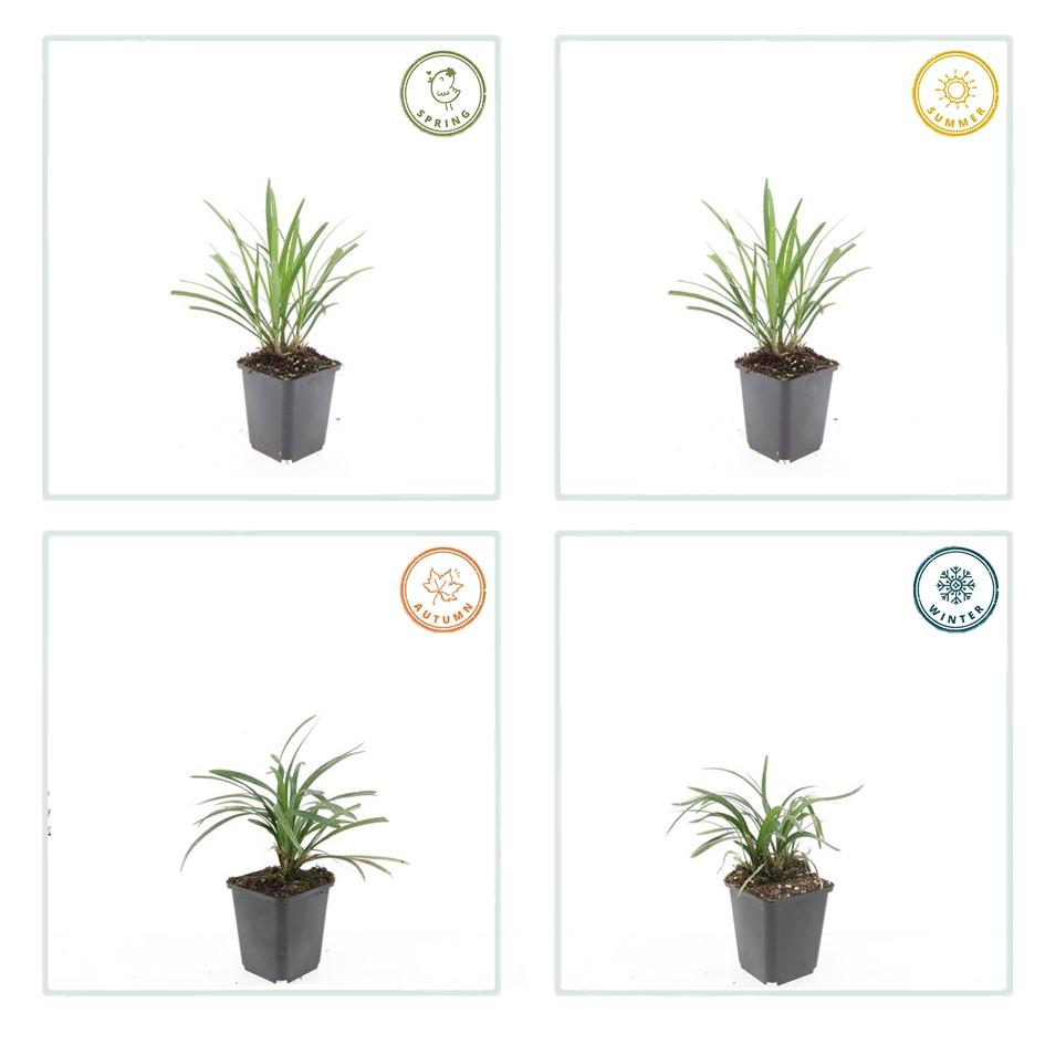 Liriope muscari 'Ingwersen' - Leliegras