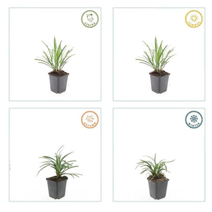 Liriope muscari 'Ingwersen' - Leliegras