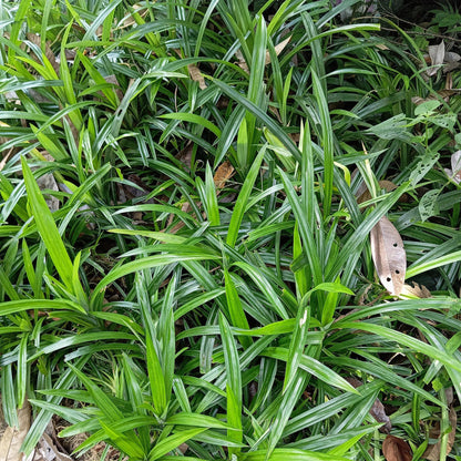 Green boutiQ - Siergrassen -  Carex morrowii Irish Green - Groen & Geel - 1 Plant - Groenblijvend - Winterhard - Pot 17cm Hoogte 50cm