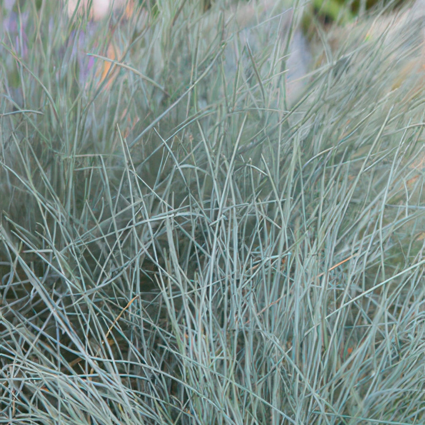 Festuca glauca 'Elijah Bleu' - Zwenkgras