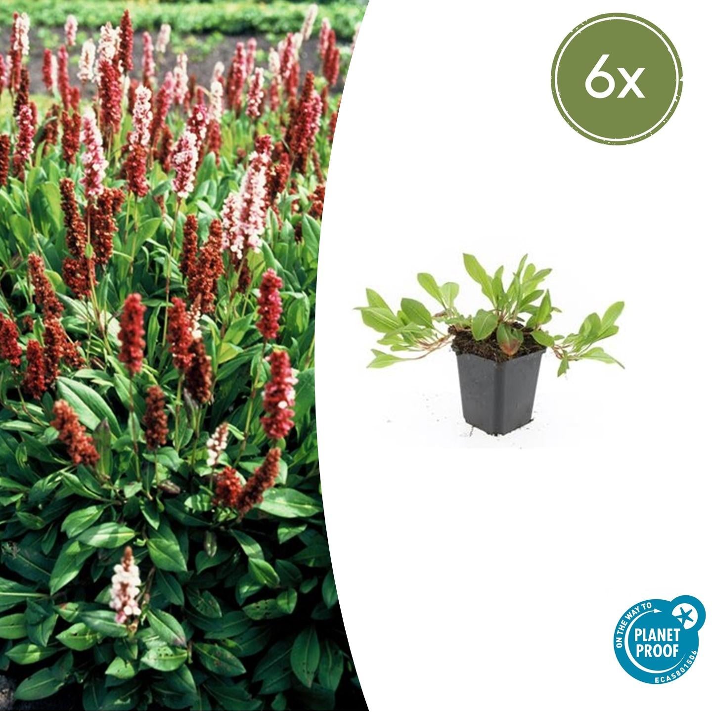 Persicaria affinis 'Darjeeling Red' - Duizendknoop