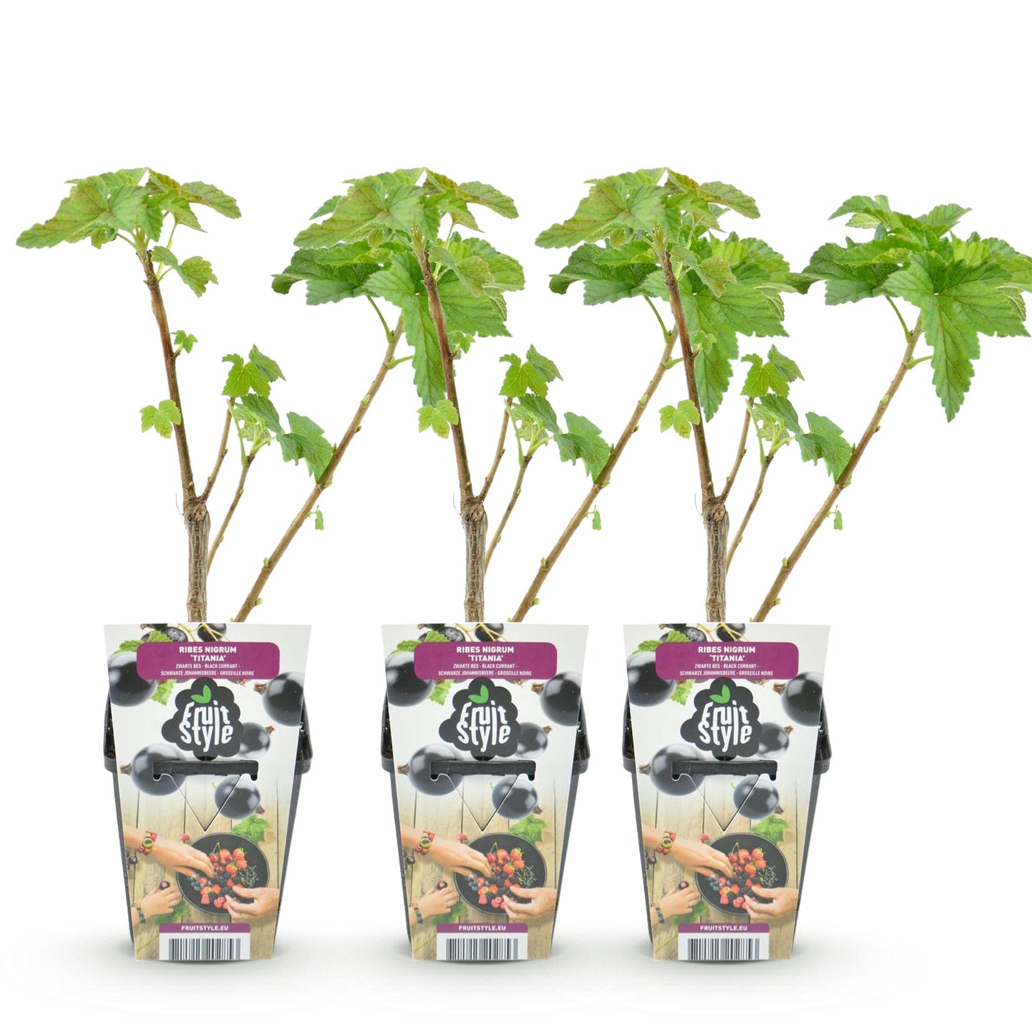 Ribes nigrum 'Titania' - Zwarte bes - 3 planten - Pot 9cm