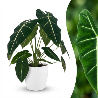 Green boutiQ - Kamerplant - Olifantsoor - Alocasia Frydek - Groen - Weinig onderhoud - 1 Plant - met Potter Wit - Pot 19cm - Hoogte 60cm