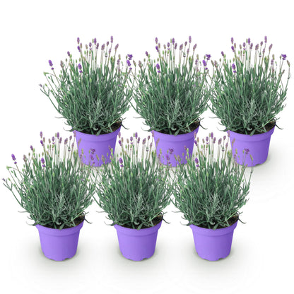 Green boutiQ - Tuinplant - Lavandula angustifolia Munstead - Lavendel - Winterhard - Paars - 6 Planten - Pot 12cm - Hoogte 15-25cm