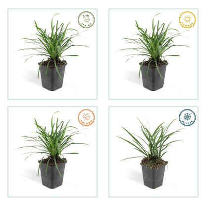 Liriope muscari 'Big Blue' - Leliegras