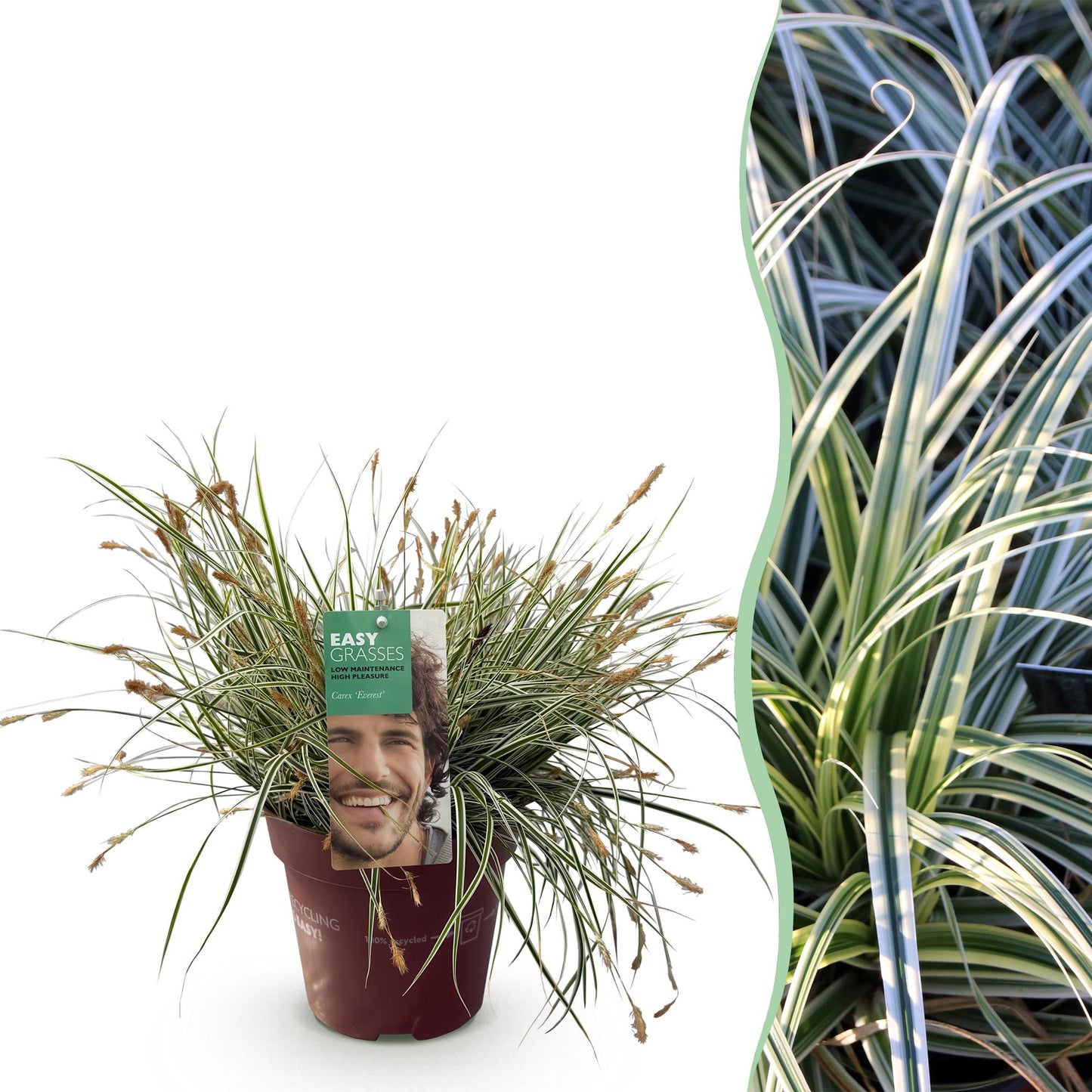 Green boutiQ - Siergrassen - Carex oshimensis Everest - Wit en Groen - 1 Plant - Groenblijvend - Winterhard - Pot 17cm Hoogte 50cm