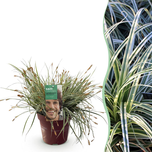 Green boutiQ - Siergrassen - Carex oshimensis Everest - Wit en Groen - 1 Plant - Groenblijvend - Winterhard - Pot 17cm Hoogte 50cm