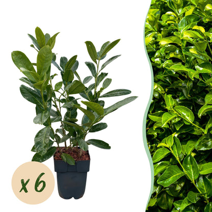 Prunus laurocerasus 'Rotundifolia' - Laurierkers - hoogte 50cm
