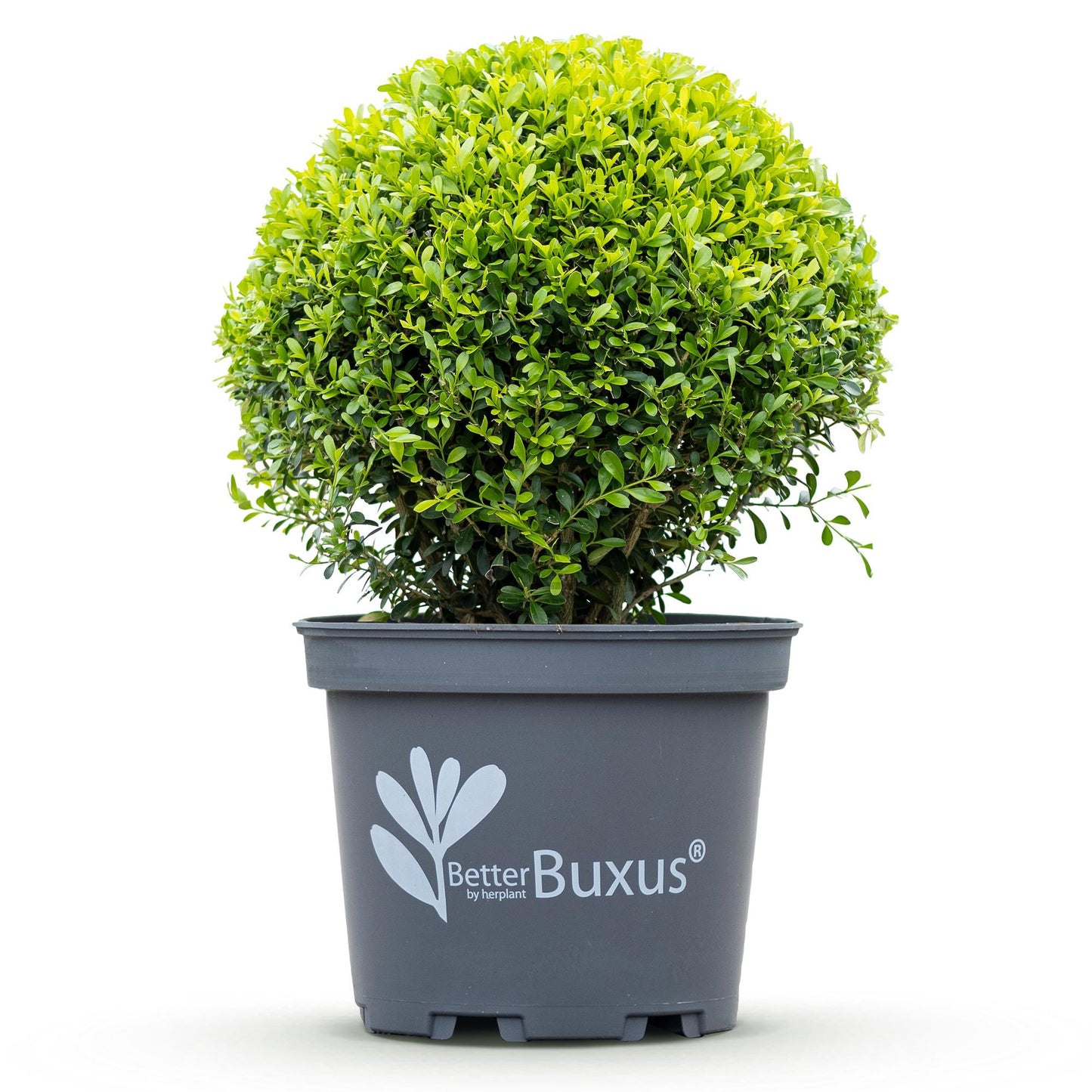 Buxus 'Skylight' - Resistant tegen Buxus Schimmel - 1 planten - pot 26cm bol 30cm