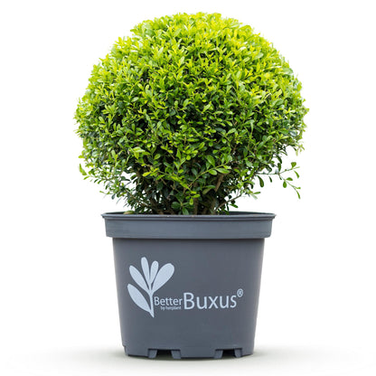 Buxus 'Skylight' - Resistant tegen Buxus Schimmel - 1 planten - pot 26cm bol 30cm