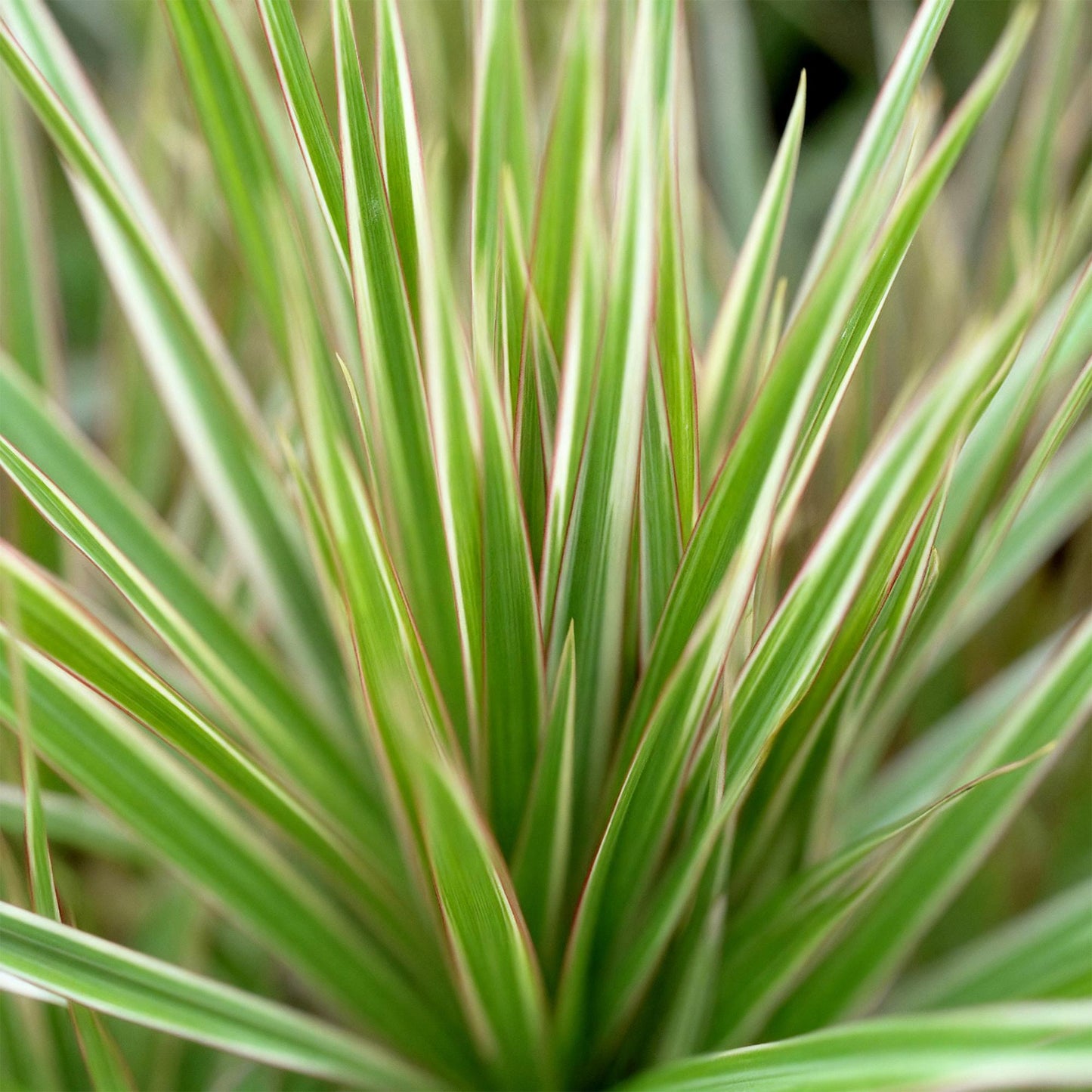 Green BoutiQ - Green is... Kamerplanten - Dracaena Sunray - Drakenbloedboom - Weinig onderhoud - met mand - Groen - 2 Planten - Pot 17cm - Hoogte 70-75cm