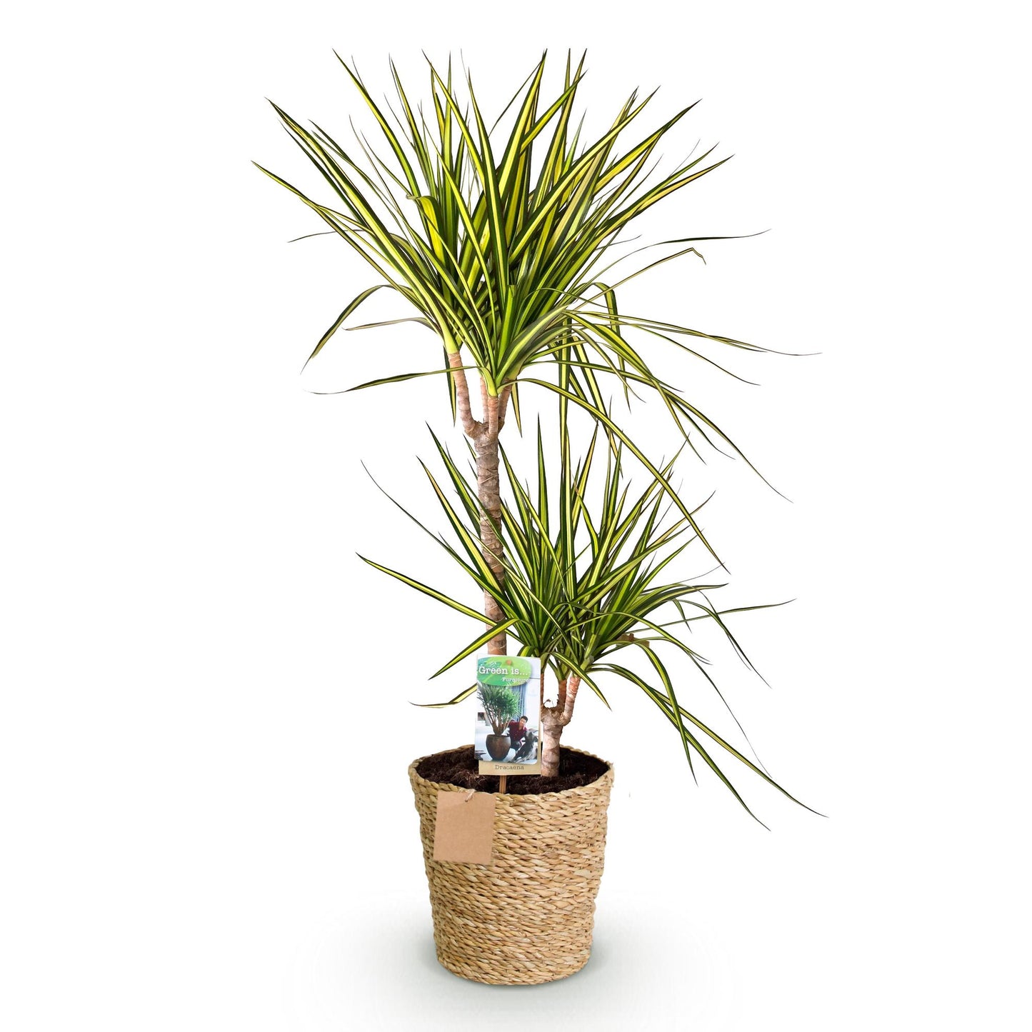 Dracaena Sunray - Drakenbloedboom - incl. mand - 1 plant - pot 21cm - hoogte 90-100cm