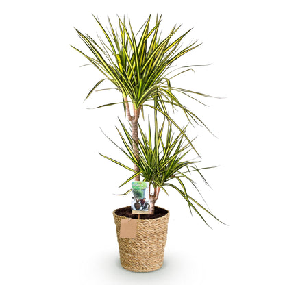 Dracaena Sunray - Drakenbloedboom - incl. mand - 1 plant - pot 21cm - hoogte 90-100cm